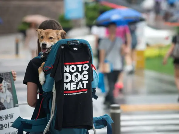 Manifestante carrega um cão e exibe uma camiseta condenando o consumo de carne de cachorro na Coréia do Sul, durante um protesto de grupo de defesa dos animais, em Seul, neste sábado (13). A carne de cachorro é usada na preparação de pratos na Coreia do Sul (Foto: Reuters)