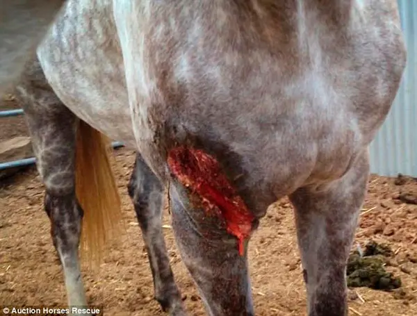 Ferida aberta: o corte neste cavalo cinza parece infectado. Alguns dias depois que esta foto foi tirada o cavalo não era mais capaz de suportar seu próprio peso. (Foto: Daily Mail)