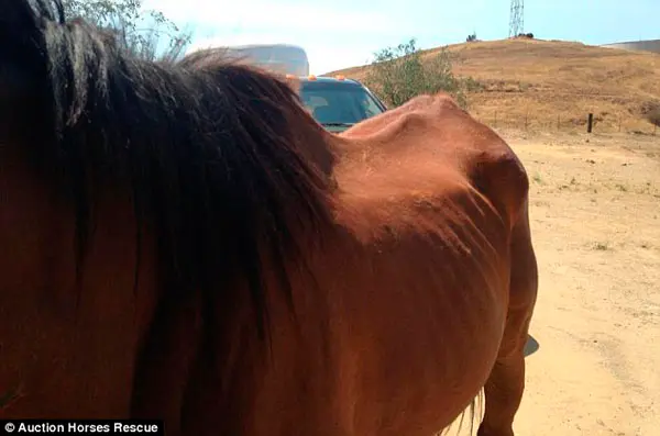 Resgatado: este cavalo mal nutrido com suas costelas visíveis foi um dos 5 animais que foram removidos do rancho para recomeçar sua vida em segurança, em outro lugar. (Foto: Daily Mail)