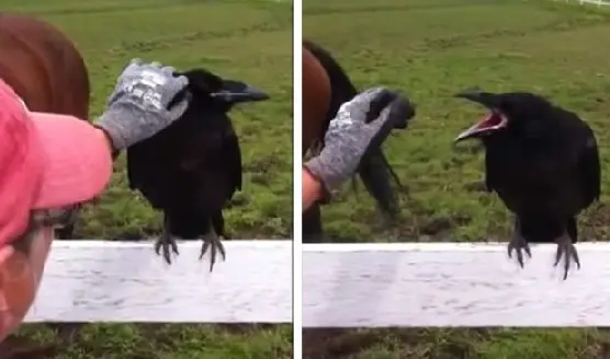Gertie Cleary reuniu coragem para remover os espinhos que estavam no corvo, e acabou salvando o animal (Foto: YouTube/Reprodução/iluvdodge9) 