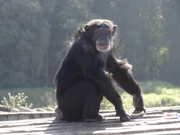 Chimpanzé Francis, 50 anos, nascida na África, capturada bebê e levada a centros de experiência médica norte-americanos e a zoológicos daquele país. Teve vários filhos roubados, foi enviada a um Zoológico na Bolívia, onde quase morreu de fome. Foi resgatada por nós, ainda viva, mora com Charles e ainda tem capacidade reprodutiva. (Foto: Divulgação)