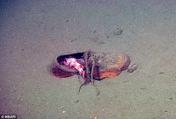 Um peixe pedro dentro de um sapato. (Foto: Daily Mail)