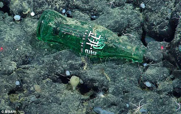Nem tão refrescante: uma garrafa de refrigerante faz companhia a pequenas estrelas do mar. (Foto: Daily Mail)