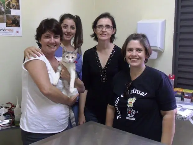 Gata Penny foi adotada por família que mora em Campinas (Foto: divulgação/ ONG Refúgio PET )