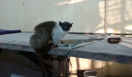 O primata estava amarrado ao pé da mesa no interior da cozinha do estabelecimento. (Foto: Divulgação)