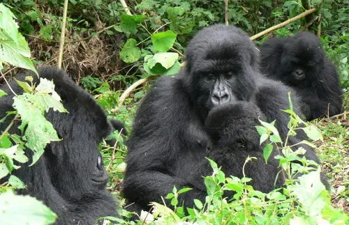 Gorilas do monte Virunga. (Foto: gorillacd.org) 