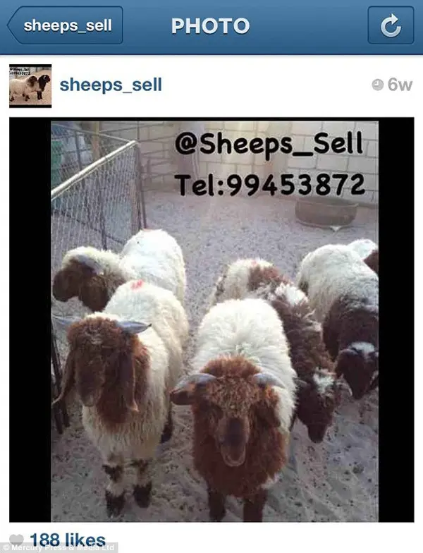 Ovelhas sendo oferecidas para sacríficio religioso por um usuário do Kuwait. (Foto: Daily Mail)