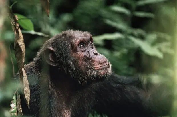 Imagem mostra chimpanzé que vive em parque nacional localizado no Congo. (Foto: AP/Naturepl.com/Jabruson/WWF)