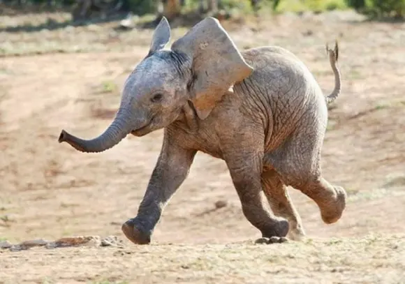  A felicidade dos bebês elefantes! (Foto: utterlycute.com)