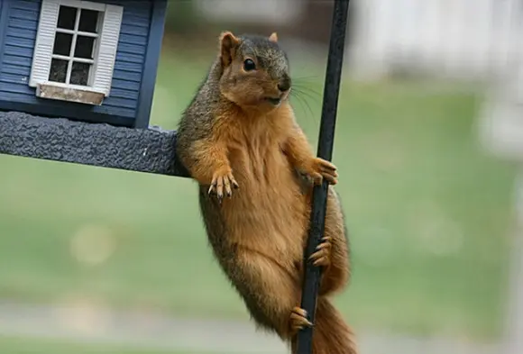  Este esquilo parece saber relaxar e aproveitar a vida. (Foto: logs.roanoke.com)