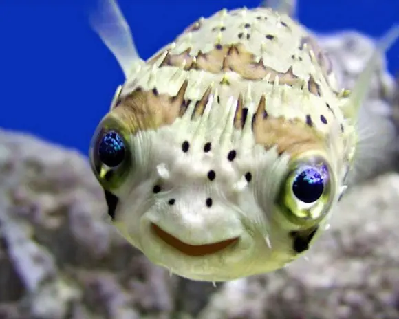 Peixes também sorriem! (Foto: fark.com)