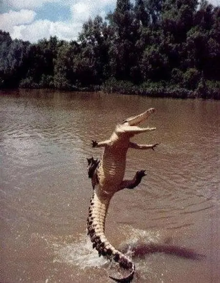 Crododilo pulando de felicidade! (Foto: ianimal.ru)