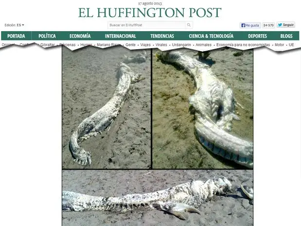 O animal foi encontrado em uma praia da Espanha na sexta-feira (Foto: Reprodução)