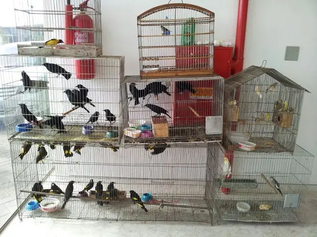 Aves exóticas e silvestres foram apreendidas em casa no bairro do Alecrim, em Natal. (Foto: Divulgação/ Henrique Dovalle/ G1)