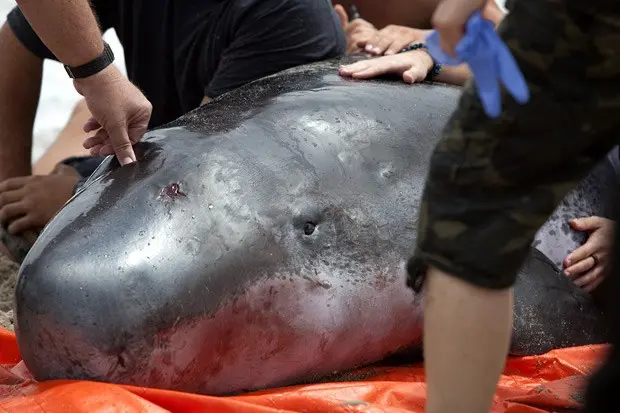 Biólogos checam se baleia ainda está viva, depois de encontrarem animal encalhado. (Foto: AP Photo/Palm Beach Post, Madeline Gray)