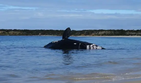 Rara baleia-franca-austral apareceu encalhada na Península de Eyre, na Austrália. (Foto: AFP Photo/South Government Department, Water and Natural Resources/Peter Wilkins)