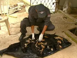 Cães foram encontrados em freezer de canil mantido por ONG, em Campinas (Foto: Reprodução / EPTV)