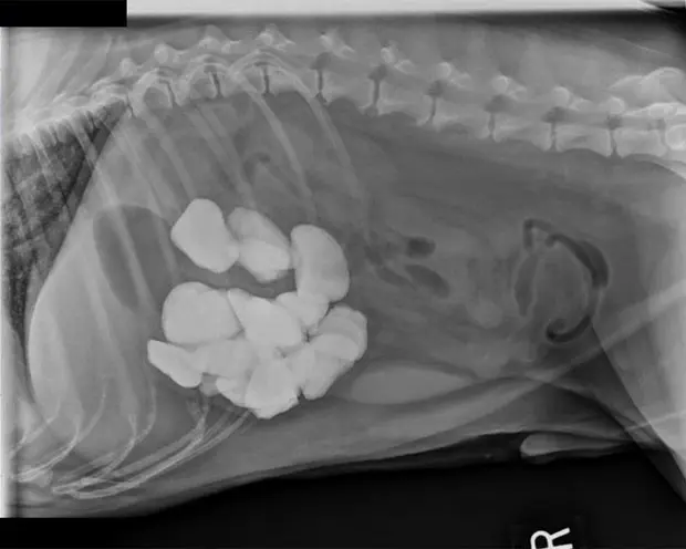 Cão comeu 16 pedras, pesando 810 gramas (Foto: Divulgação/BluePearl Veterinary)
