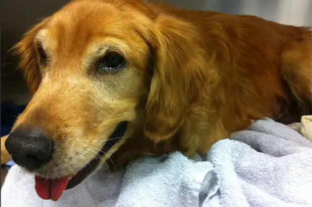 Veterinário Jeff Yu disse que o cão vai se recuperar totalmente (Foto: Divulgação/BluePearl Veterinary)
