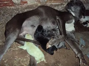 A cadela deu à luz seis filhotes em dias diferentes (Foto: Ronei Costa/VC no G1)