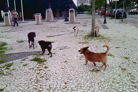  Foto: Reprodução/ Facebook/ Cães abandonados em Paranaguá