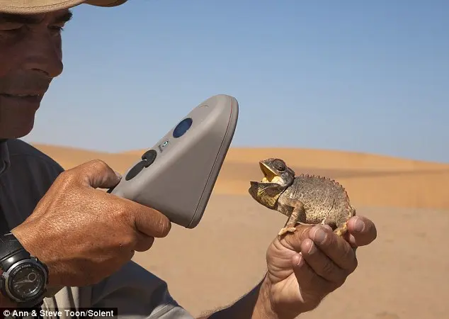 Pesquisadores usam leitor de código de barras para acompanhar os passos de camaleões do deserto. (Foto: Daily Mail)