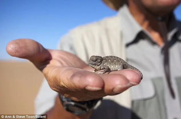 Um camaleão Namaqua bebê logo antes dos pesquisadores introduzirem a unidade rastreadora. (Foto: Daily Mail)