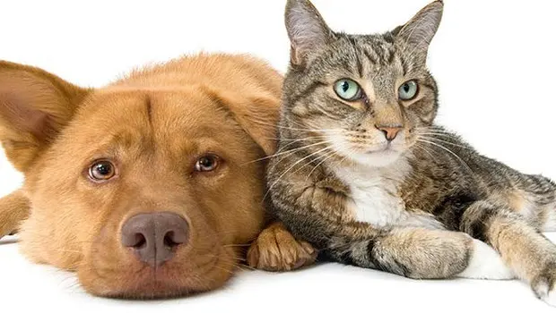 Cães e gatos vão entrar no censo do IBGE (Foto: Divulgação/ Shutterstock)
