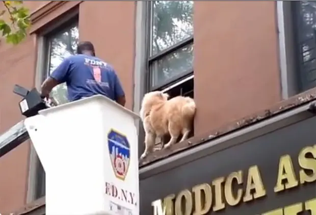 Bombeiro resgata cão em parapeito (Foto: Reprodução/YouTube/BklynMorgante)