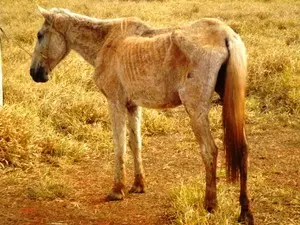 Cavalo apresentava costelas aparentes (Foto: 4º Pelotão de Meio Ambiente de Araguari )