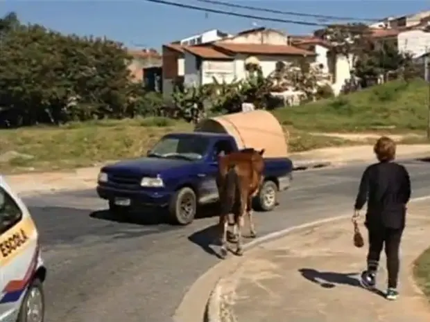Os motoristas precisaram desviar do cavalo (Foto: Reprodução/TV Tem)