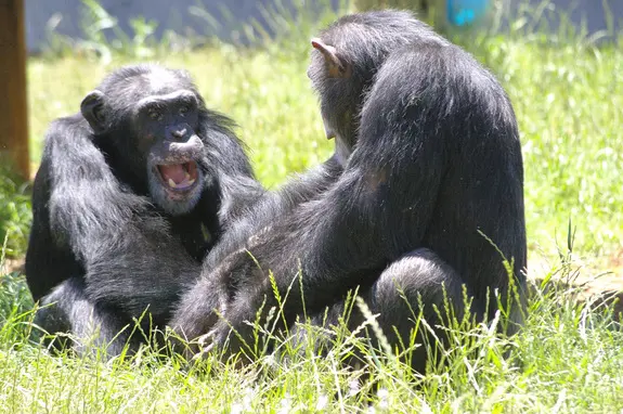 Chimpanzés no Chimp Heaven, um santuário em Luisiana, se penteando e brincando. (Foto: Reprodução)