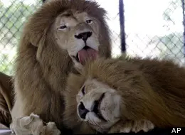Leões do santuário In-Sync, que sofrem de Cinomose. (Foto: AP/LM Otero)