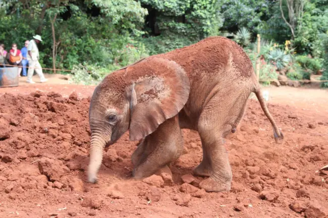Sobrevivente: Um dos bebês elefantes órfãos protegidos no Quênia. (Foto: DSWT)