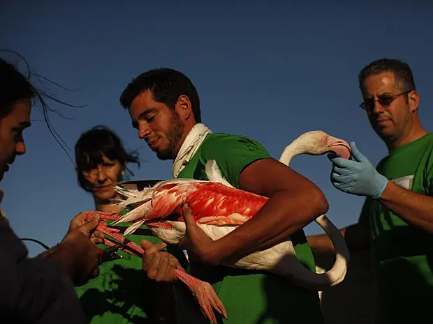 Voluntários colocam anel de identificação em flamingo antes de libertá-lo na reserva natural Fuente de Piedra, perto de Málaga, no sul da Espanha, no sábado (10) (Foto: Jon Nazca/Reuters)