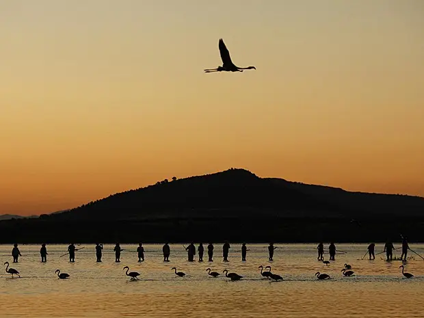 Cerca de 500 flamingos, entre adultos e filhotes, devem ser avaliados em reserva (Foto: Jon Nazca/Reuters)
