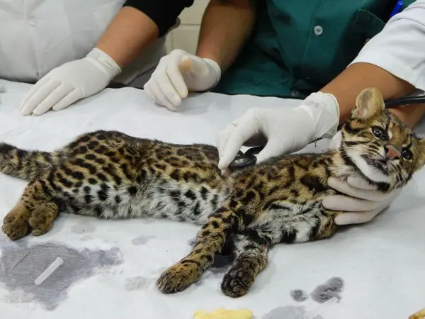 Gato do mato foi examinado no Quinzinho de Barros e está bem de saúde (Foto: Divulgação)
