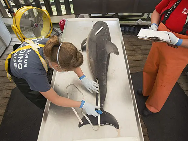 Funcionária responsável pela necrópsia mede golfinho morto (Foto: The Virginian-Pilot/L. Todd Spencer/AP)