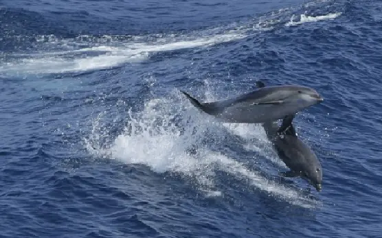Alguns golfinhos chegam a viver mais de 40 anos. (Foto: Público P)