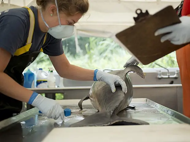 Funcionária do Aquário de Virgínia, nos EUA, faz necrópsia em golfinho morto (Foto: Divulgação/ The Virginian-Pilot,L/Todd Spencer/ AP)