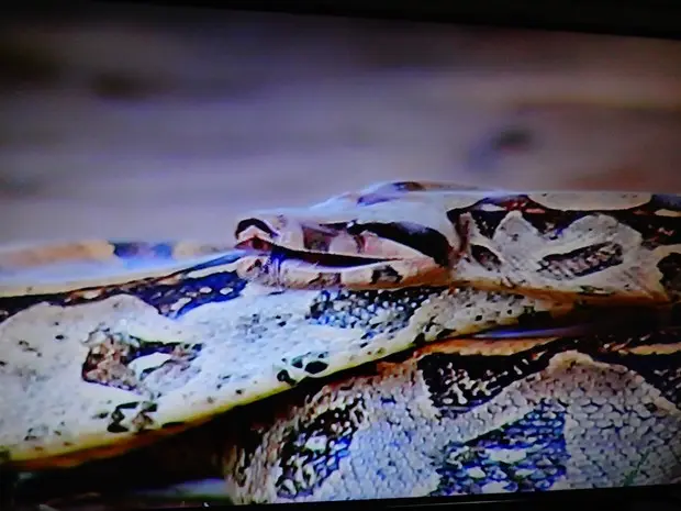 Uma das cobras foi encontrada no Horto Municipal de Campos (Foto: Reprodução/InterTv RJ)