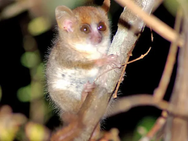 Lêmure rato de Berthe, espécime descoberta em 2000 na ilha de Madagascar, e já é considerada ameaçada de extinção (Foto: WWF)