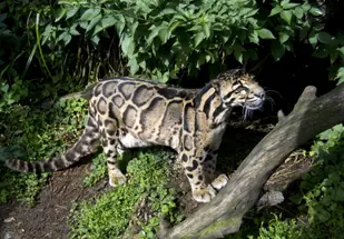 Durante 13 anos, pesquisadores buscaram pelo leopardo-nebuloso nas florestas de Taiwan. (Foto: Divulgação)