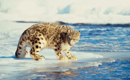 Leopardo-das-neves, espécie em alto risco de extinção. (Foto: Reprodução)