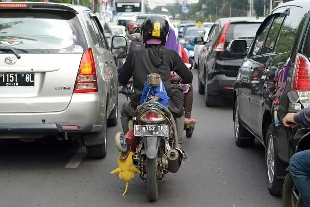 Macaco é transportado em garupa de moto pelas ruas de Jacarta (Foto: Adek Berry/ AFP)