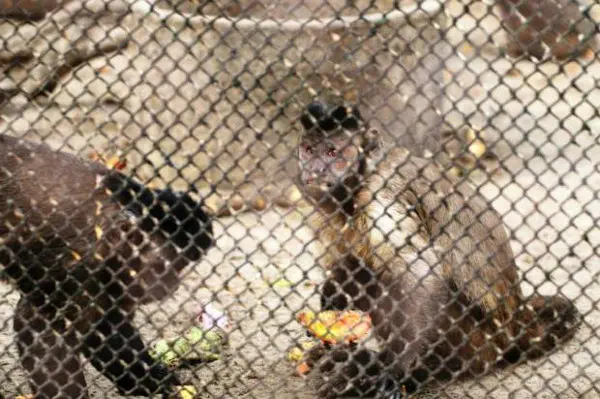 Macacos vivem em más condições e sofrem com bitucas de cigarro e chicletes jogados na jaulas. (Foto: Lúcia Maciel / Especial)