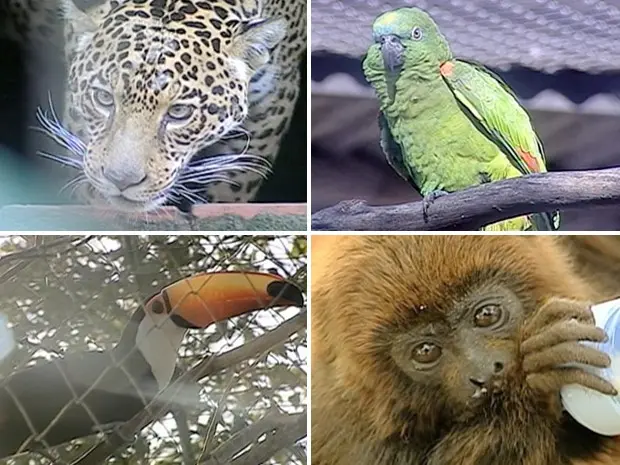 Animais em extinção têm local para recuperação em Santa Maria (Foto: Reprodução/RBS TV)