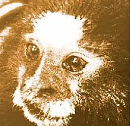 Mucky foi o primeiro primata resgatado (Foto: Arquivo/Projeto Mucky)
