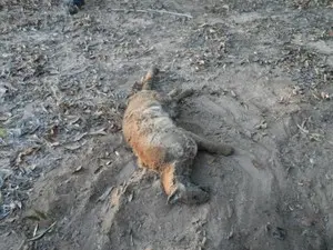 Onça-Parda enterrada em fazenda  (Foto: Divulgação/ PMA)