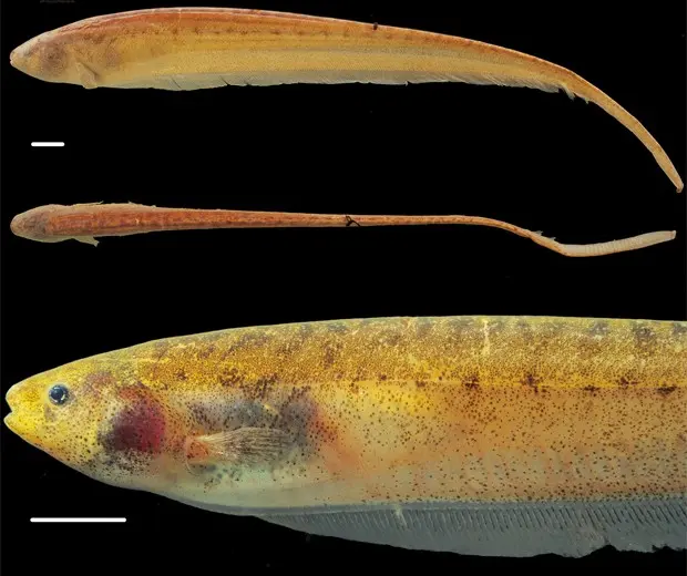 Fêmea da espécie de peixe-elétrico descoberta 'Brachyhypopomus bennetti' (Foto: Divulgação/Inpa/Zookeys)